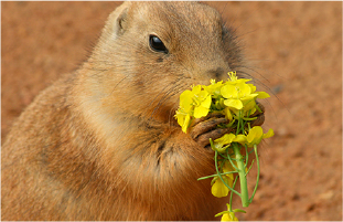 動物の森